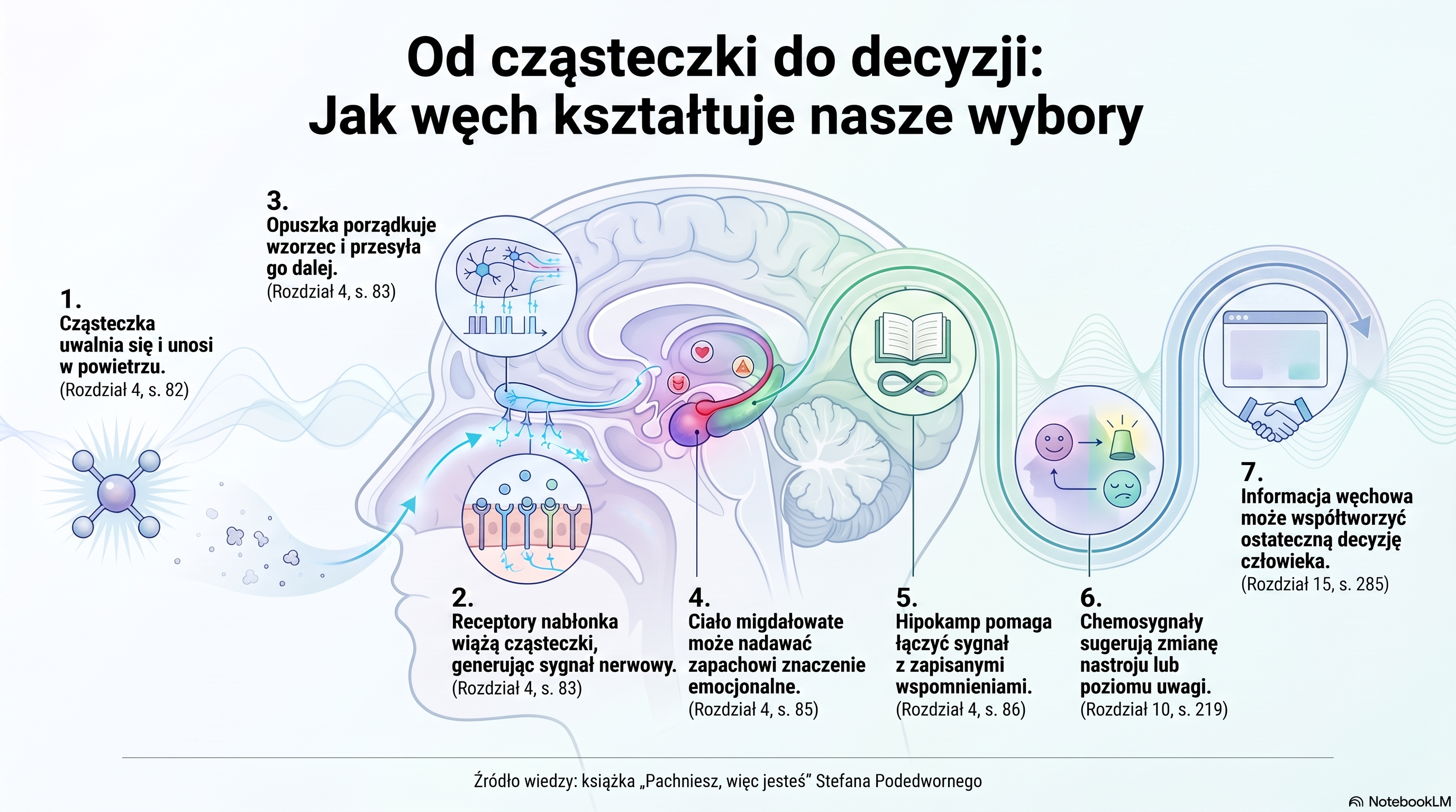 Infografika „Od cząsteczki do decyzji: jak węch kształtuje nasze wybory" — droga sygnału zapachowego w siedmiu krokach, od cząsteczki w powietrzu, przez receptory nabłonka i opuszkę węchową, po ciało migdałowate, hipokamp i moment decyzji.